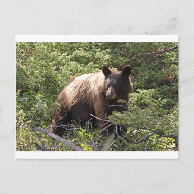 CARTE POSTALE IMG_1319_1 (Devant)