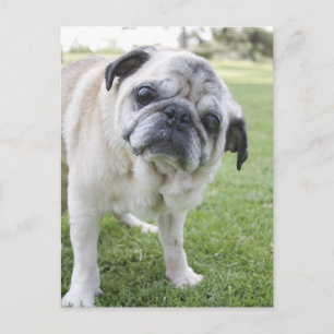 CARTE POSTALE IMG_2562