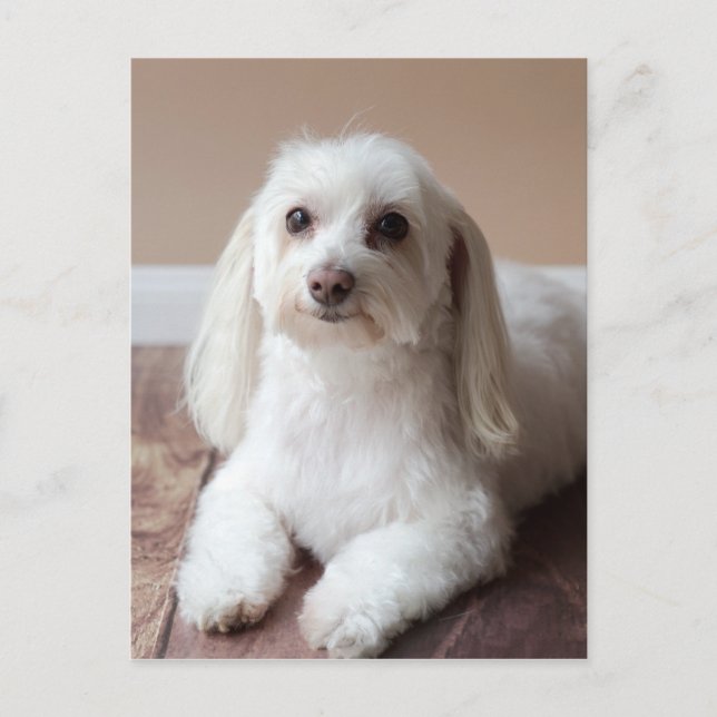 CARTE POSTALE IMG_4050 (Devant)