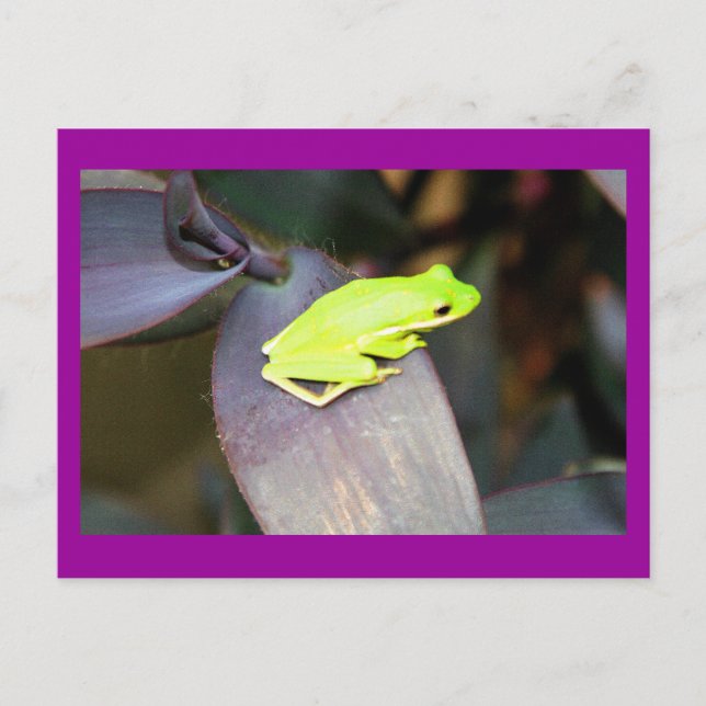 CARTE POSTALE IMG_6159 (Devant)