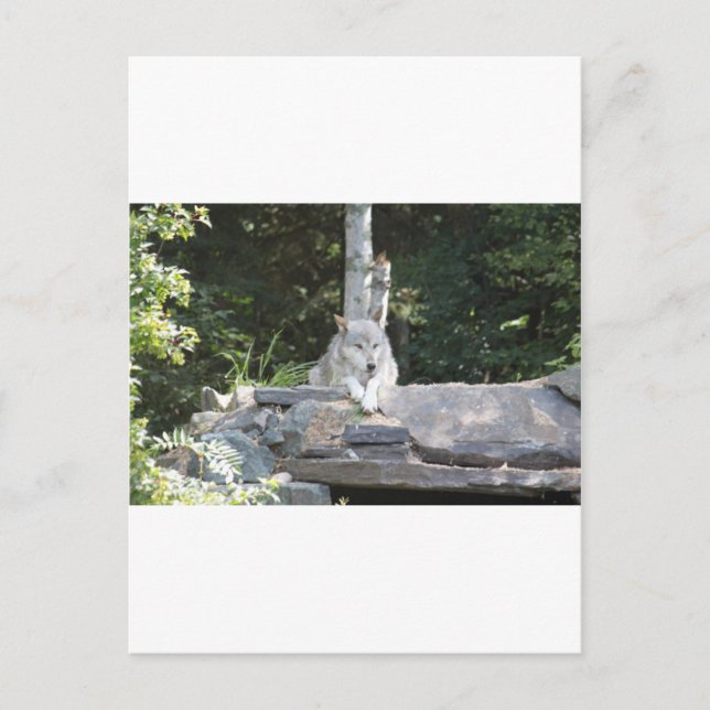 CARTE POSTALE IMG_7954 (Devant)