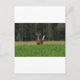 CARTE POSTALE IMG_9486_1