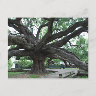 Carte Postale IMMENSE Chêne Jacksonville Floride