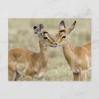 Carte Postale Impala Babys