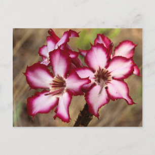 Carte Postale Impala Lily (Adenium Multiflorum), Kruger