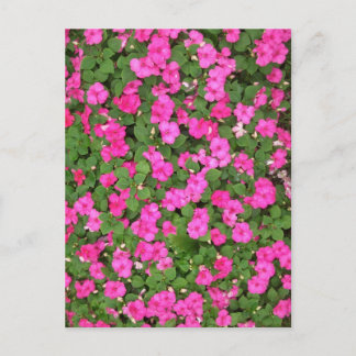 Carte Postale Impatiens