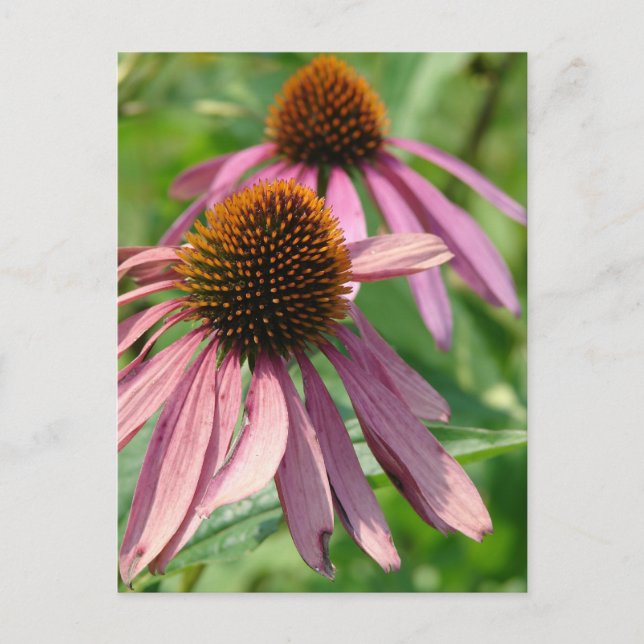 Carte Postale Imperfection (Devant)