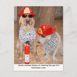 Carte Postale Imposter