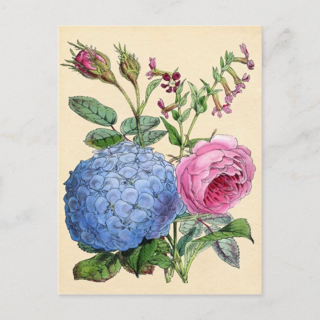Carte Postale Impression botanique - Hydrangea & Rose (Devant)
