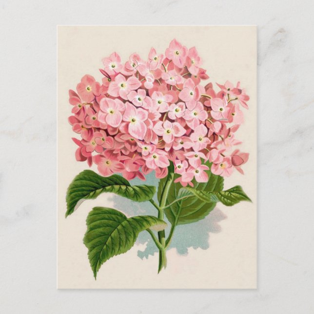 Carte Postale Impression botanique rose Hydrangea (Devant)