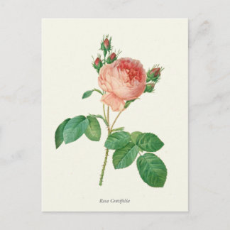 Carte Postale Impression botanique rose vintage