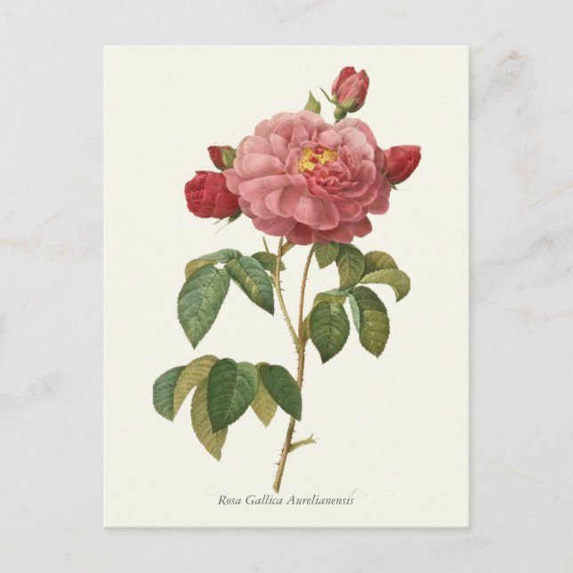 Carte Postale Impression botanique rose vintage (Devant)