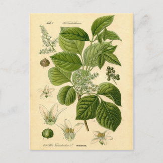 Carte Postale Impression botanique - Vin de poison (Toxicodendro