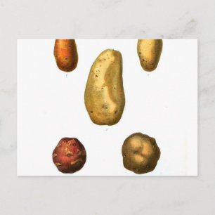 Carte Postale Impression botanique vintage de pomme de terre