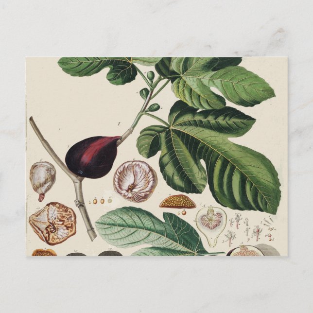 Carte Postale Impression botanique vintage Figes (Devant)