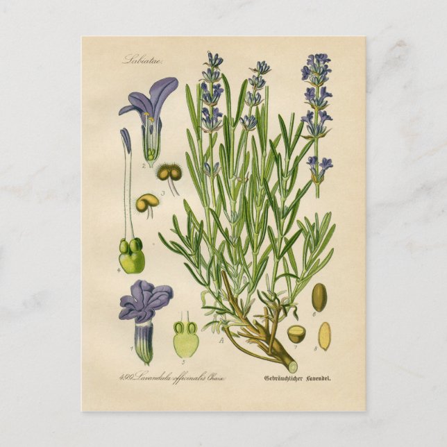 Carte Postale Impression botanique vintage Lavande (Devant)