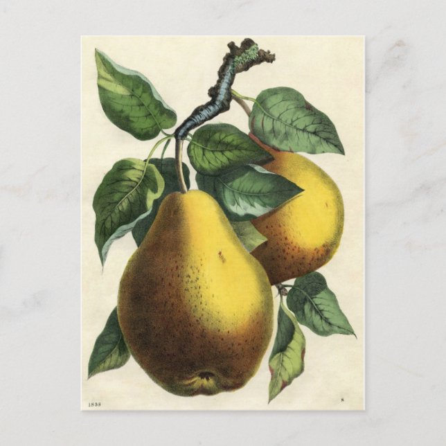 Carte Postale Impression botanique vintage - Poires (Devant)