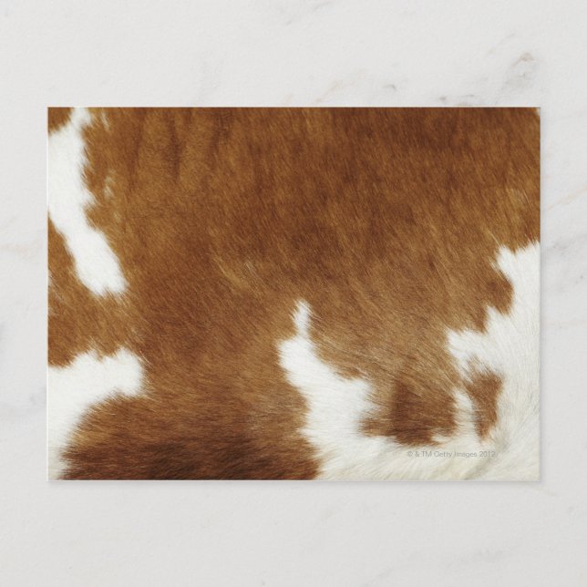 Carte Postale Impression Brown de la vache (Devant)