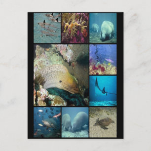Carte Postale Impression collage des créatures marines