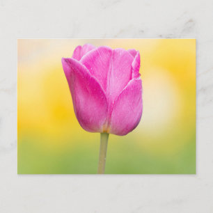 Carte Postale Impression d'art floral de tulipe rose