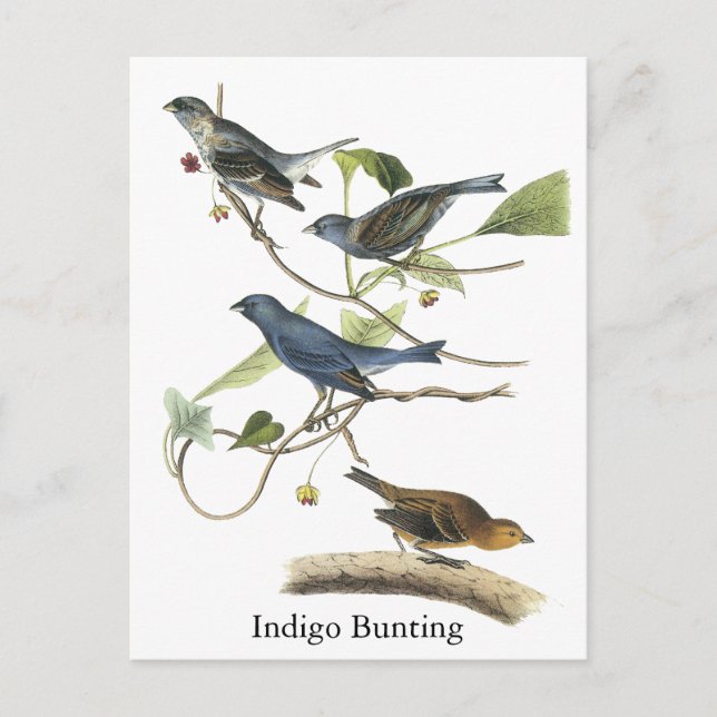 Carte Postale Impression de Bunting Indigo Audubon (Devant)