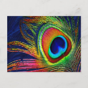 Carte Postale Impression de plume de paon colorée