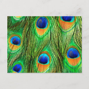 Carte Postale Impression de plumes de paon colorées