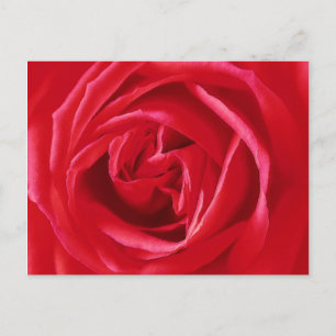 Carte Postale Impression de rose rouge