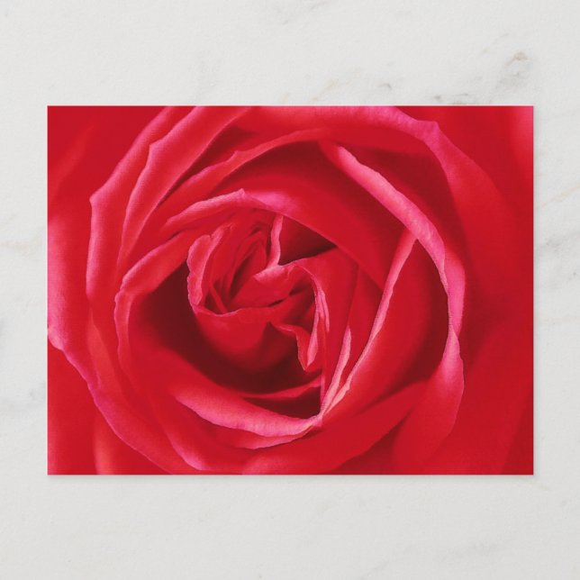 Carte Postale Impression de rose rouge (Devant)
