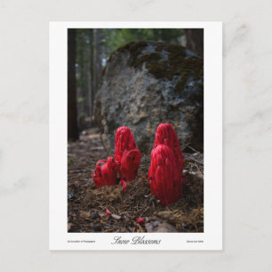 Carte Postale Impression des fleurs de neige