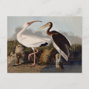 Carte Postale Impression d'oiseau Ibis blanc de John James Audub
