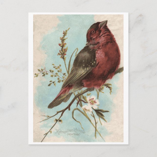 Carte Postale Impression d'oiseaux vintages (Devant)