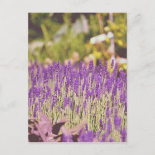 Carte Postale Impression photographique du jardin de lavande