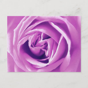 Carte Postale Impression rose Lavender