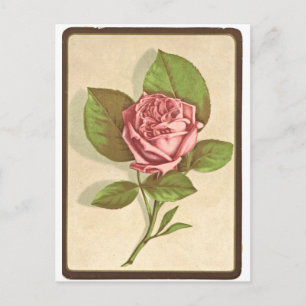 Carte Postale Impression Rose vintage
