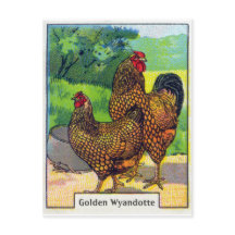 Impression vintage de poulet