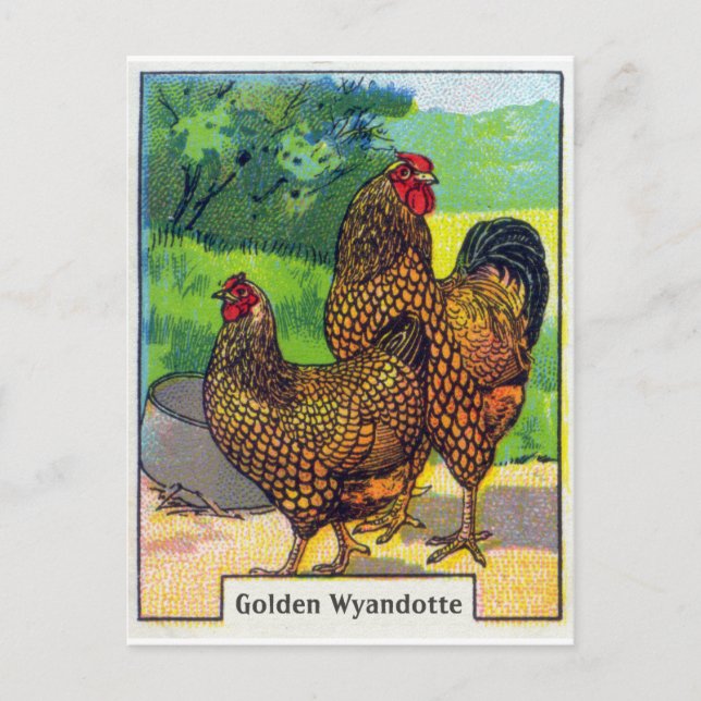 Carte Postale Impression vintage de poulet (Devant)