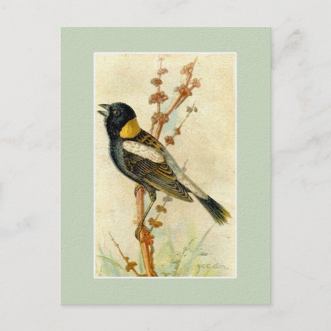 Carte Postale Impression vintage d'oiseaux - Bobolink (Devant)