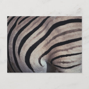 Carte Postale Impression Zebra