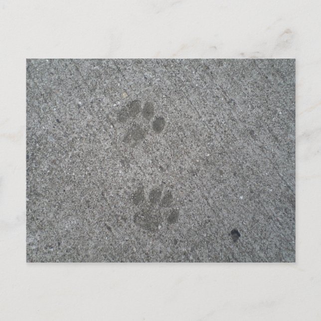 Carte Postale Imprimantes Kitty (Devant)