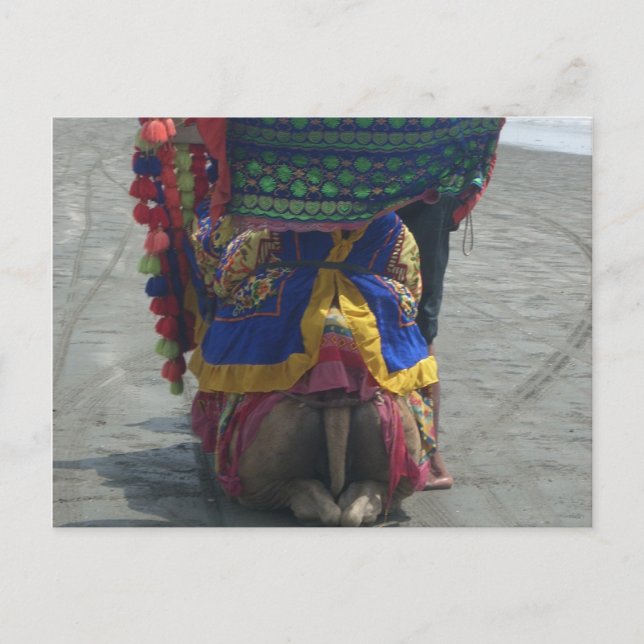 Carte Postale Imprimé/graphique en forme de chameau (Devant)