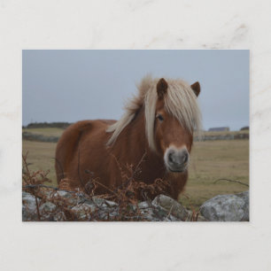 Carte postale Imprimée Art Cheval