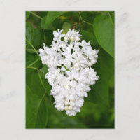 Carte postale imprimée aux lilas blancs