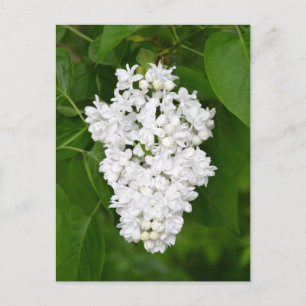 Carte postale imprimée aux lilas blancs