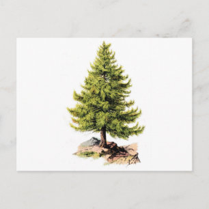 Carte Postale Imprimer Arbre à pin antique