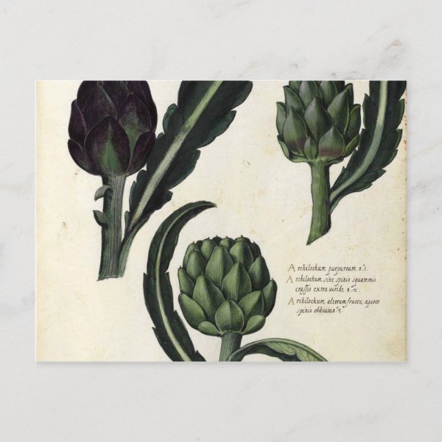 Carte Postale Imprimerie vintage Artichoke Botanique (Devant)