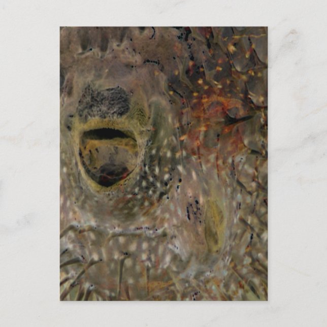 Carte Postale Incident de poisson-souffle (Devant)