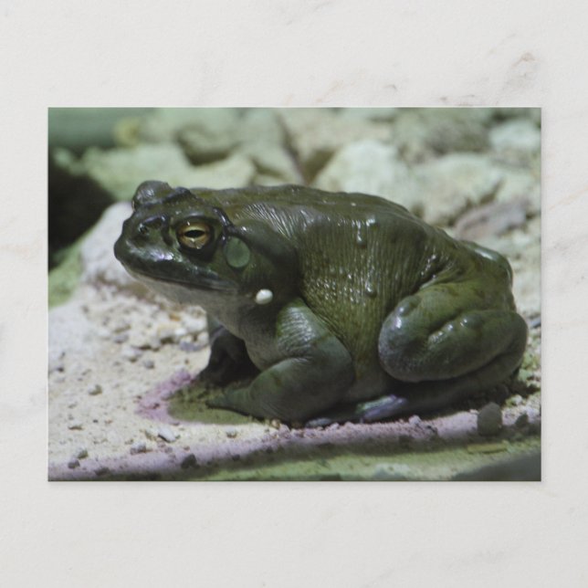 Carte Postale Incilius alvarius (Devant)