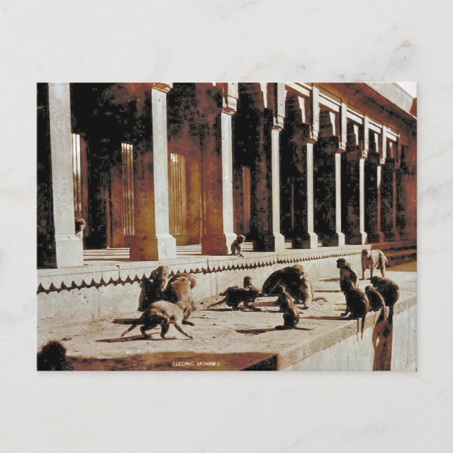 Carte Postale Inde vintage, temple singe (Devant)