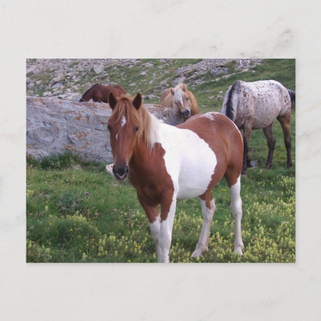 Carte postale Indian Pony (Devant)